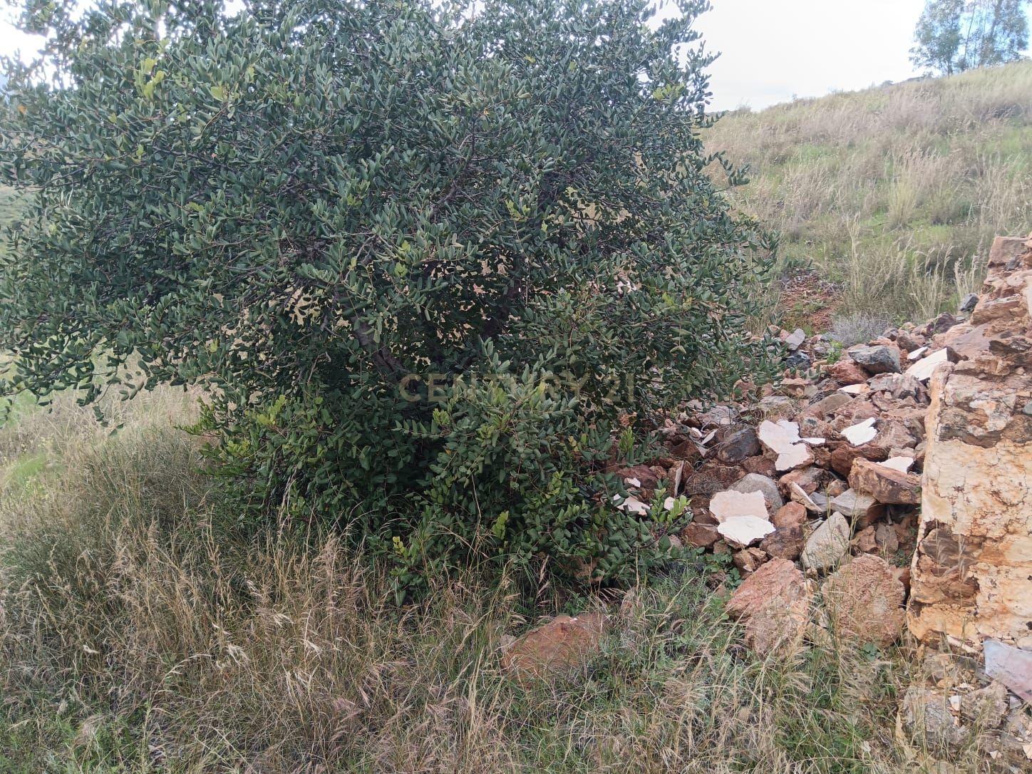 - Image 2